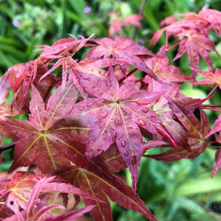 Acer palmatum 'Shishio Improved' 1