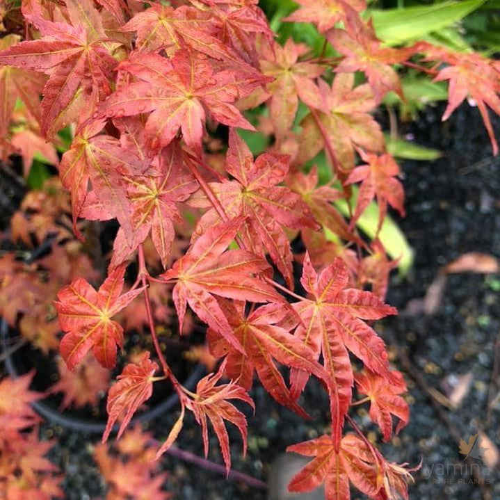 Acer palmatum 'Shishio Improved' 2