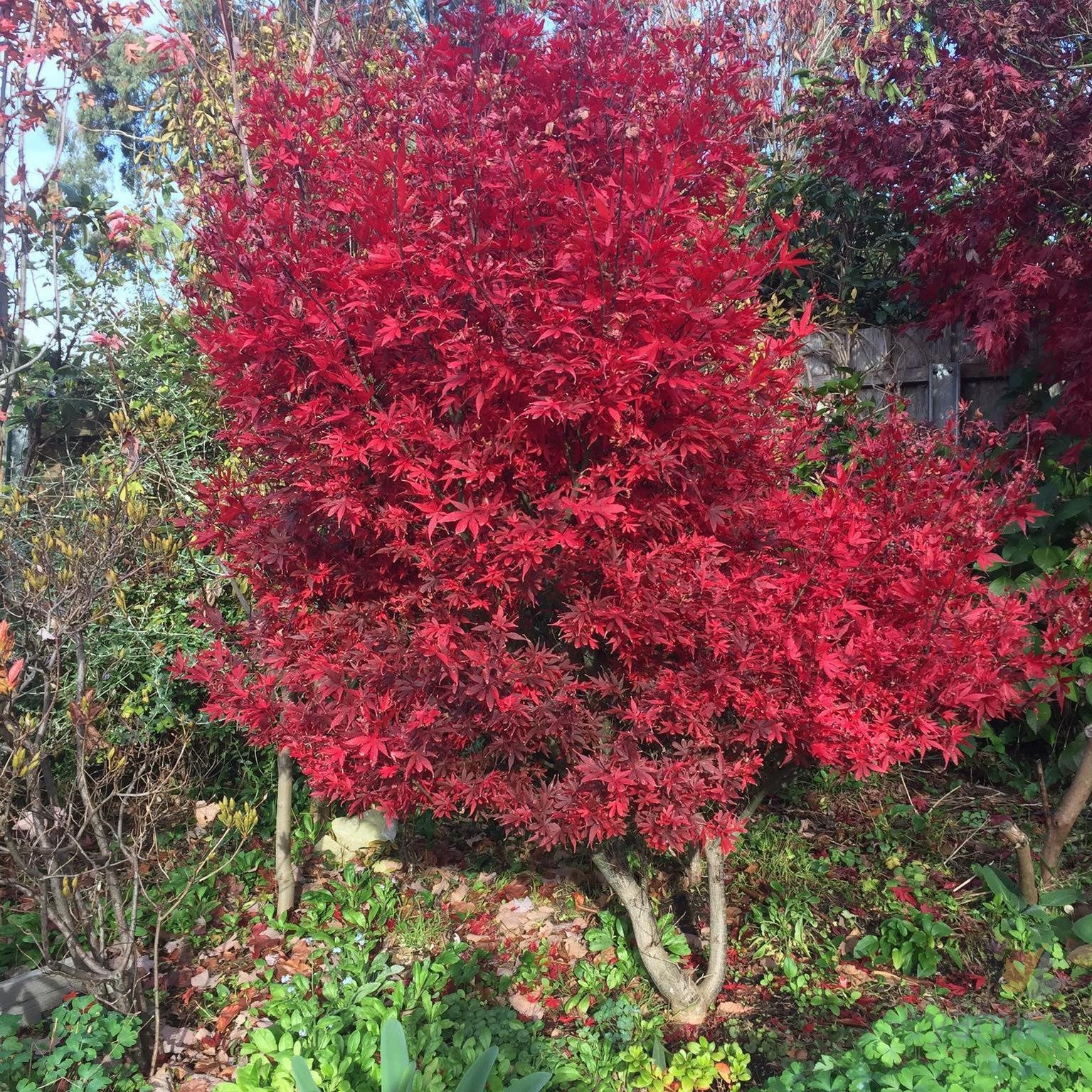 Acer palmatum Skeeters Broom 1