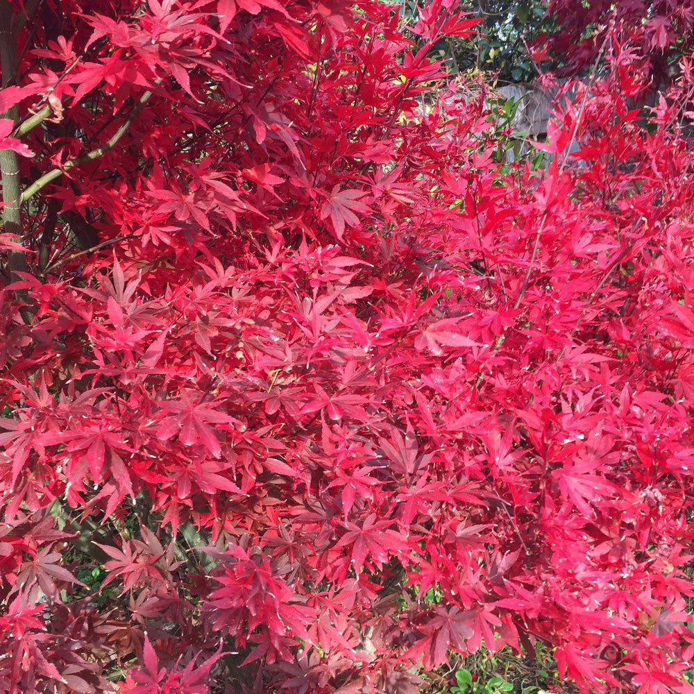 Acer palmatum Skeeters Broom