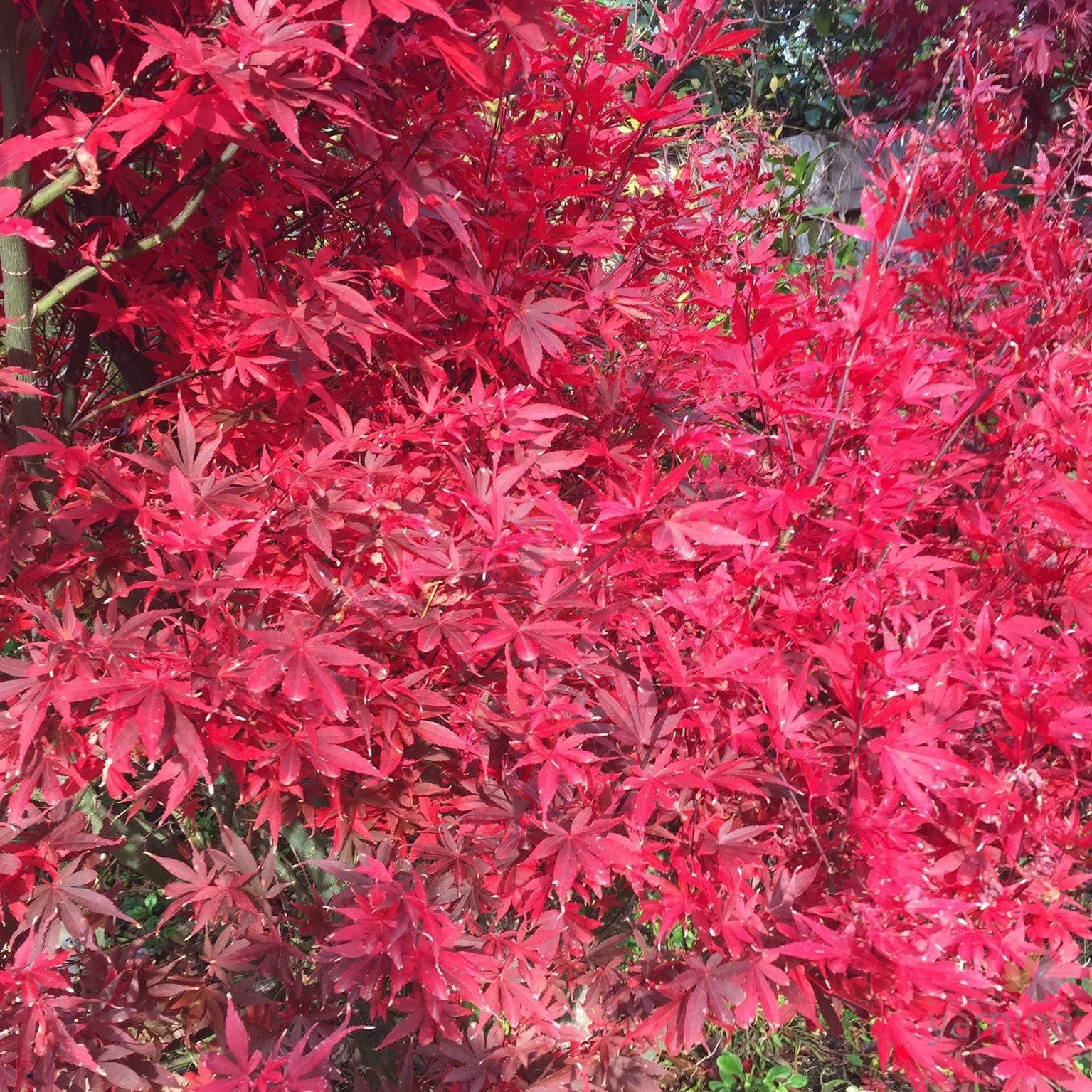 Acer palmatum Skeeters Broom 2