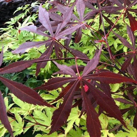 Acer palmatum Suminagashi 1