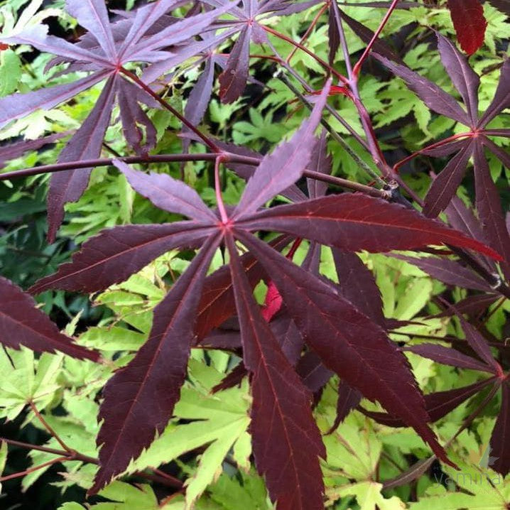 Acer palmatum Suminagashi 2