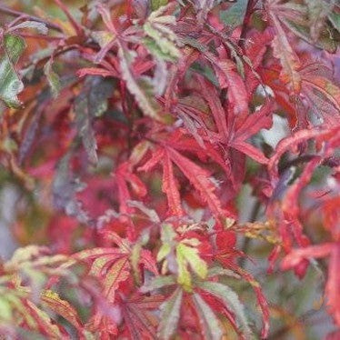 Acer palmatum Tennyo No Hoshi