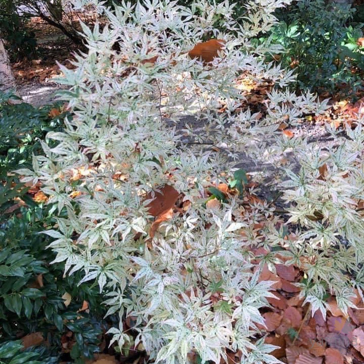 Acer palmatum Ukigomo 2