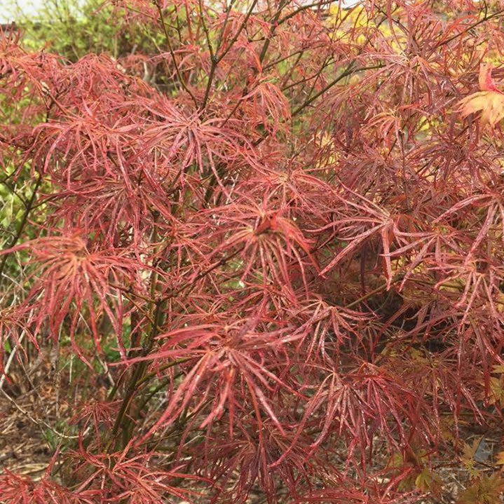 Acer palmatum 'Villa Taranto' 1