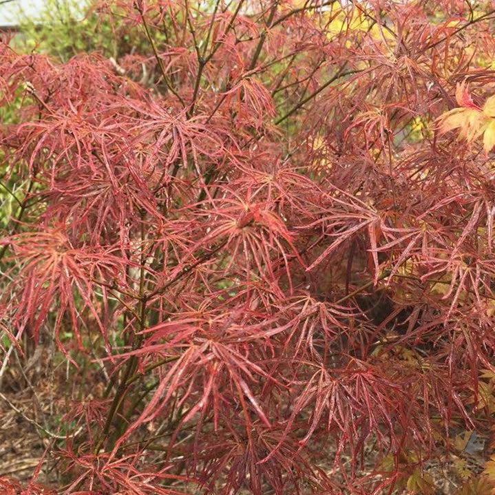 Acer palmatum 'Villa Taranto' 2