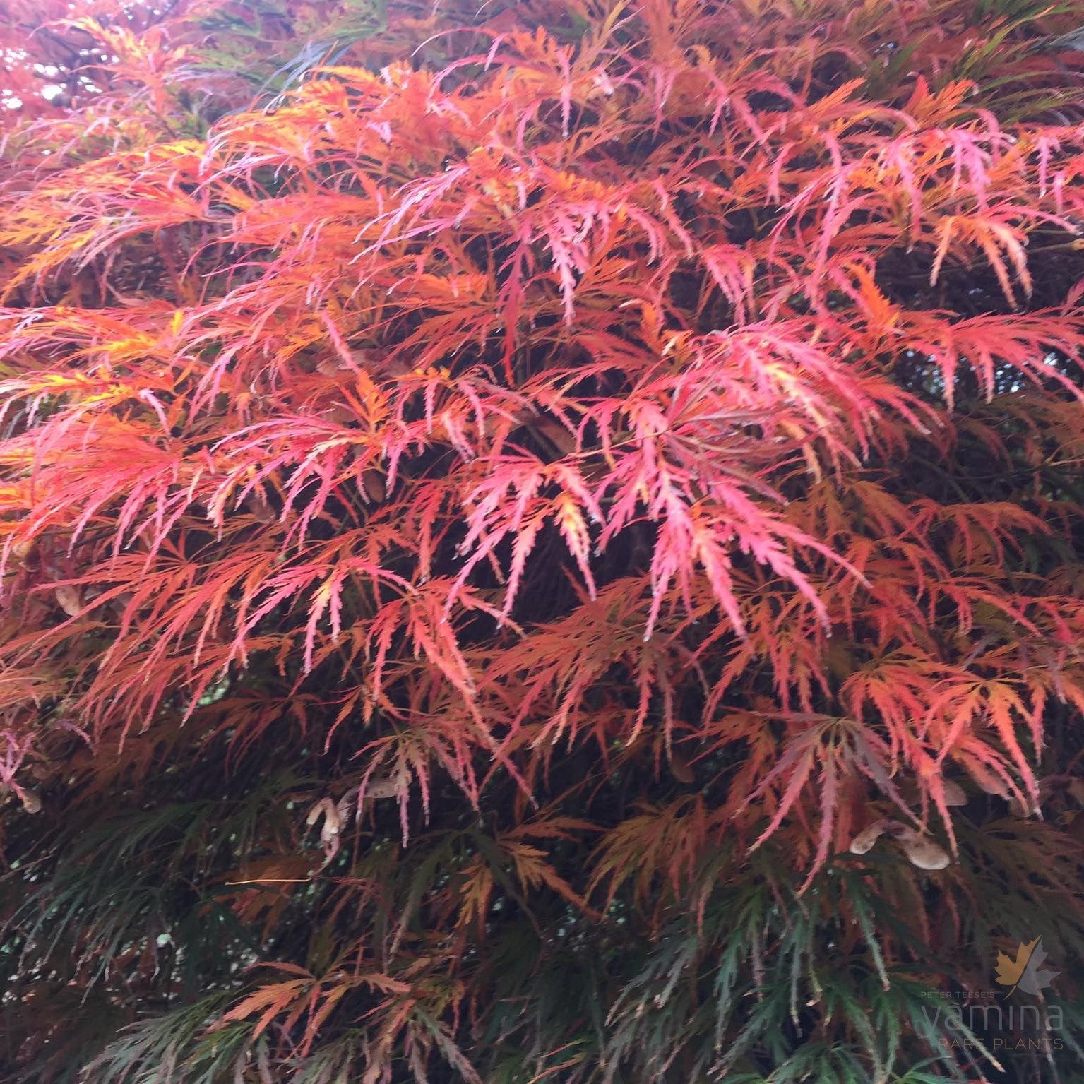 Acer palmatum dissectum  'Atropurpureum' 2