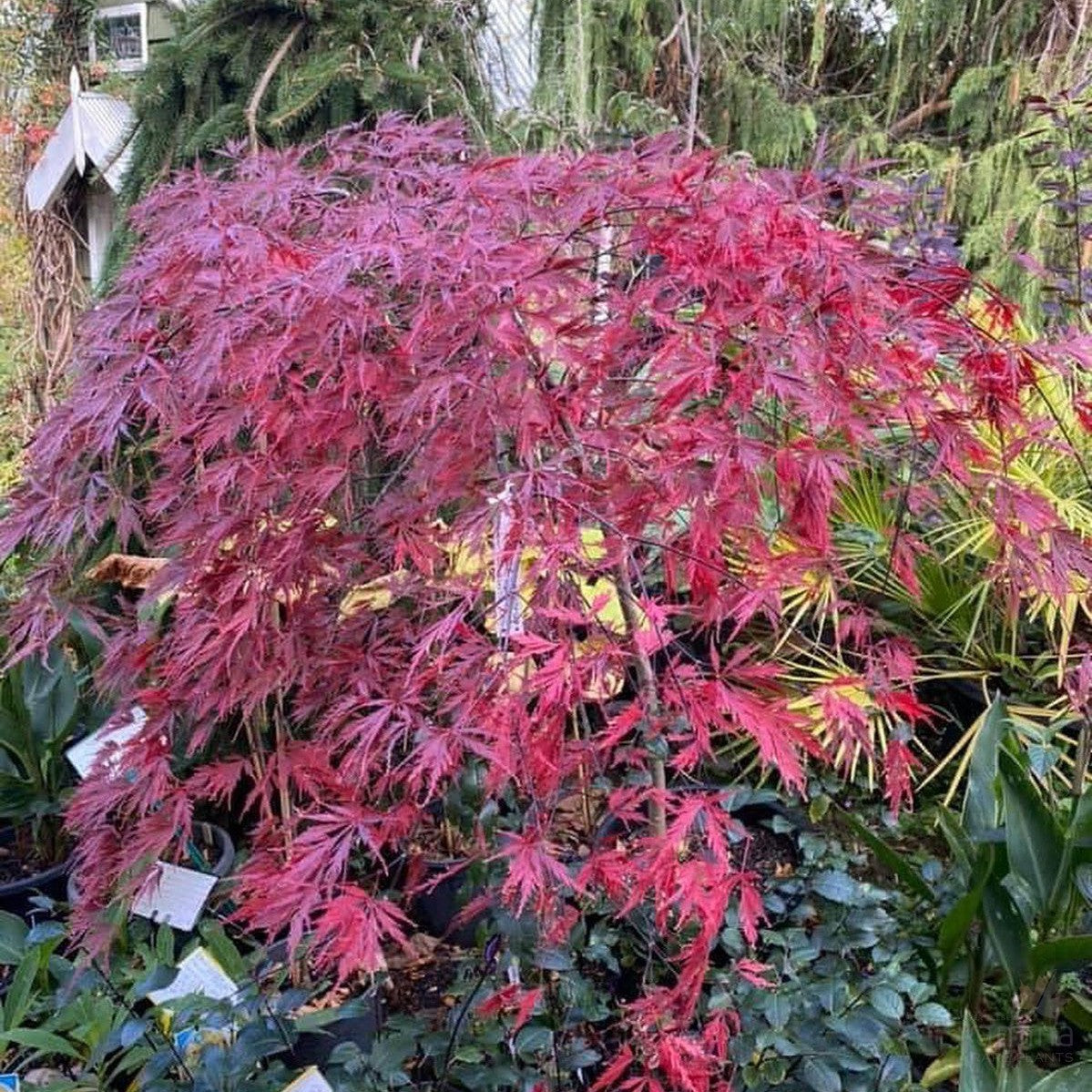 Acer palmatum dissectum Baldsmith 2