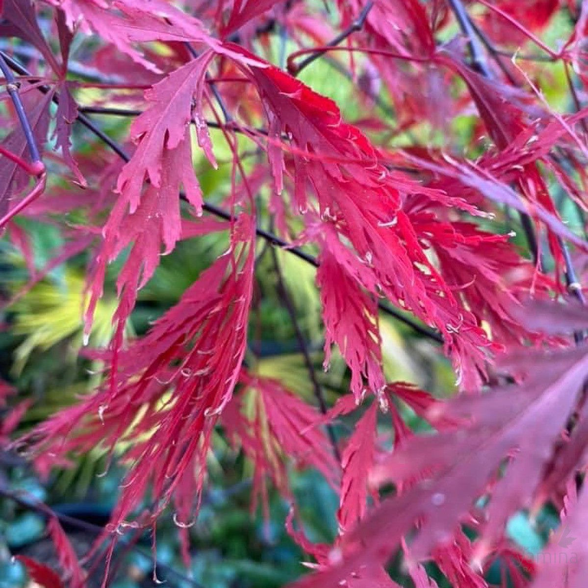 Acer palmatum dissectum Baldsmith 3