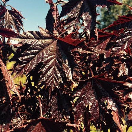 Acer platanoides Crimson King (graft)-Yamina Rare Plants