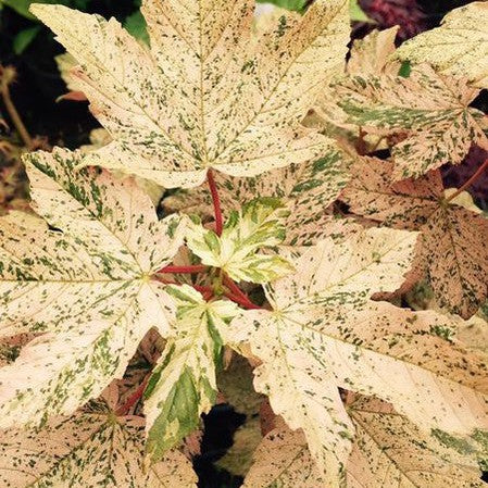 Acer pseudoplantanus 'Esk Sunset' 1