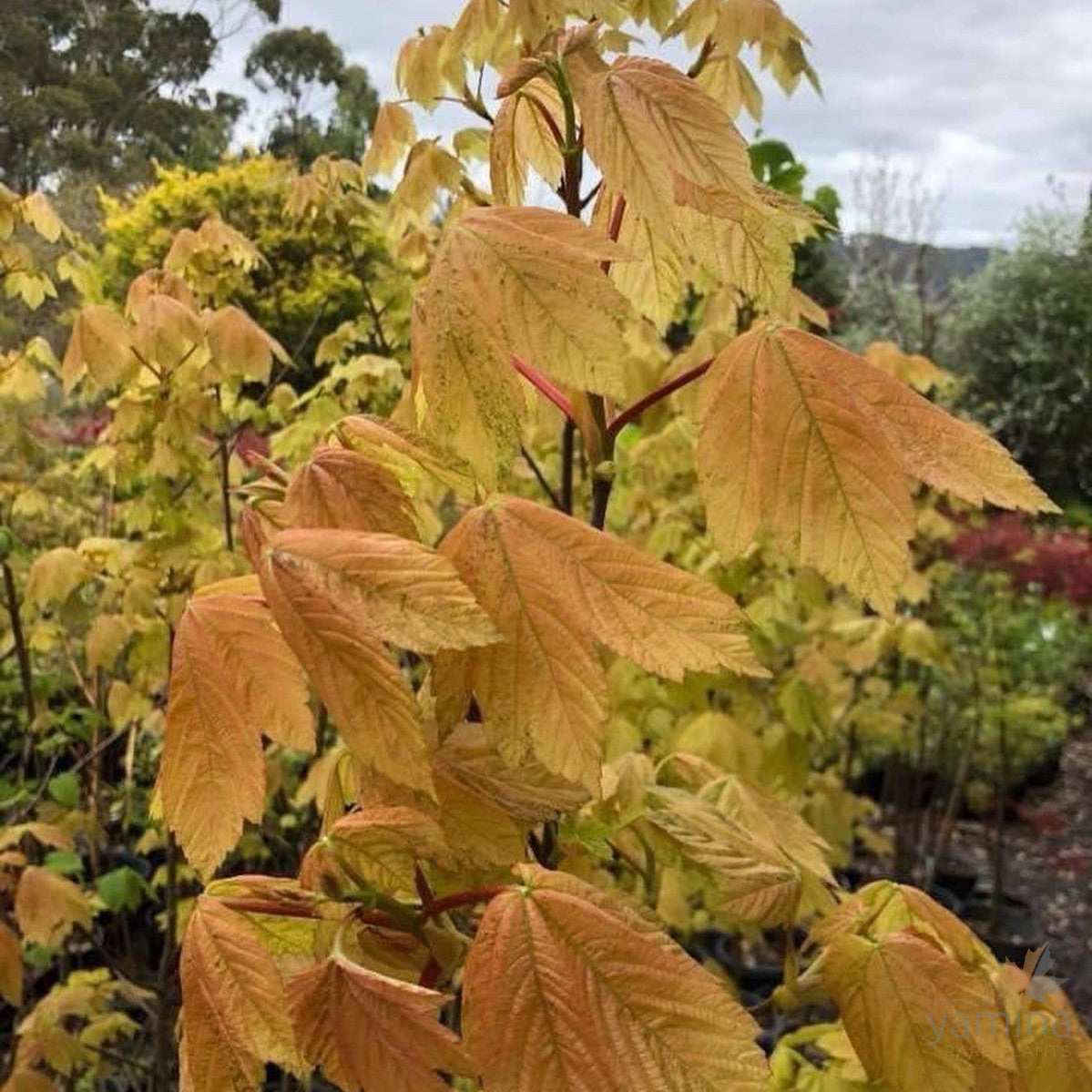 Acer pseudoplatanus Brilliantissimum 1