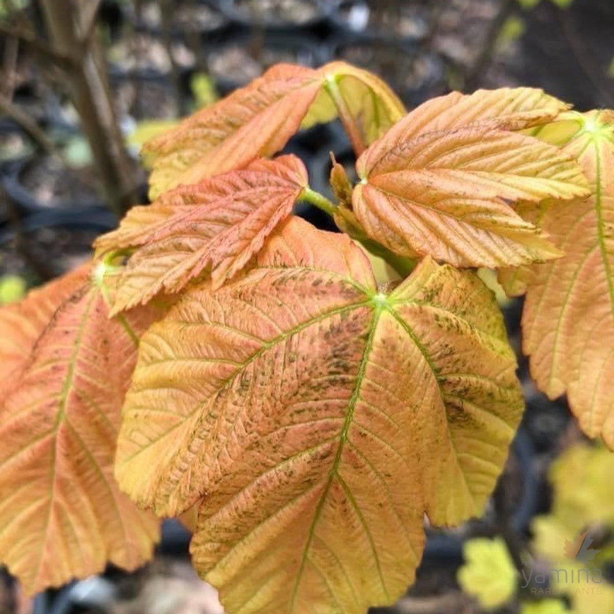 Acer pseudoplatanus Brilliantissimum 2