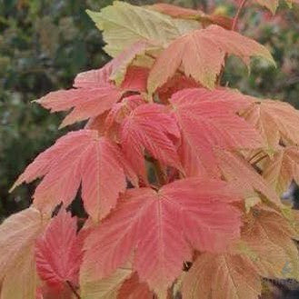 Acer pseudoplatanus Brilliantissimum 3