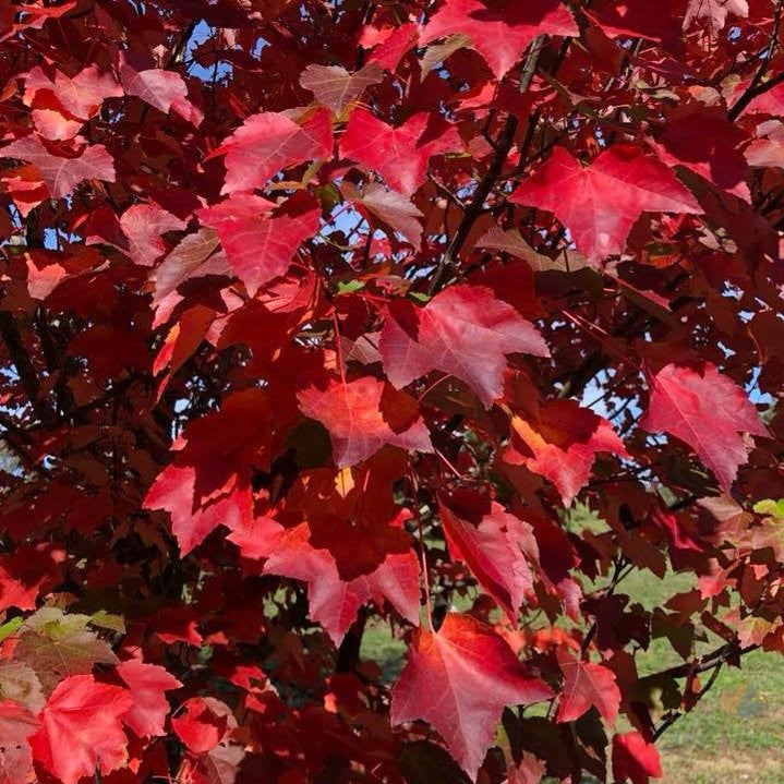Acer rubrum 'Autumn Red' 1