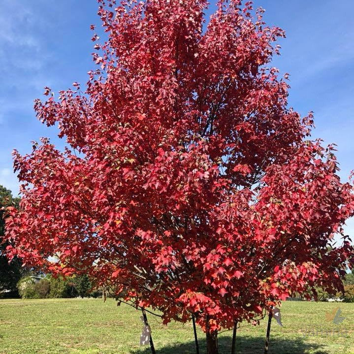 Acer rubrum 'Autumn Red' 2
