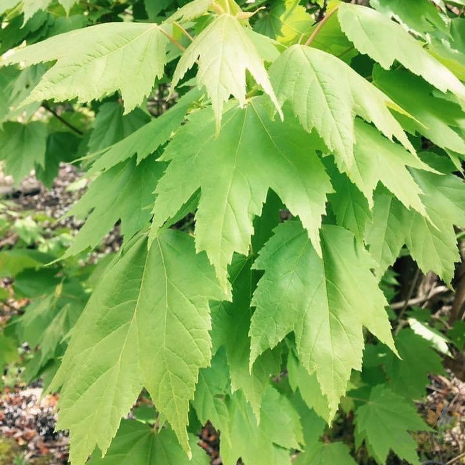 Acer rubrum Scanlon 1