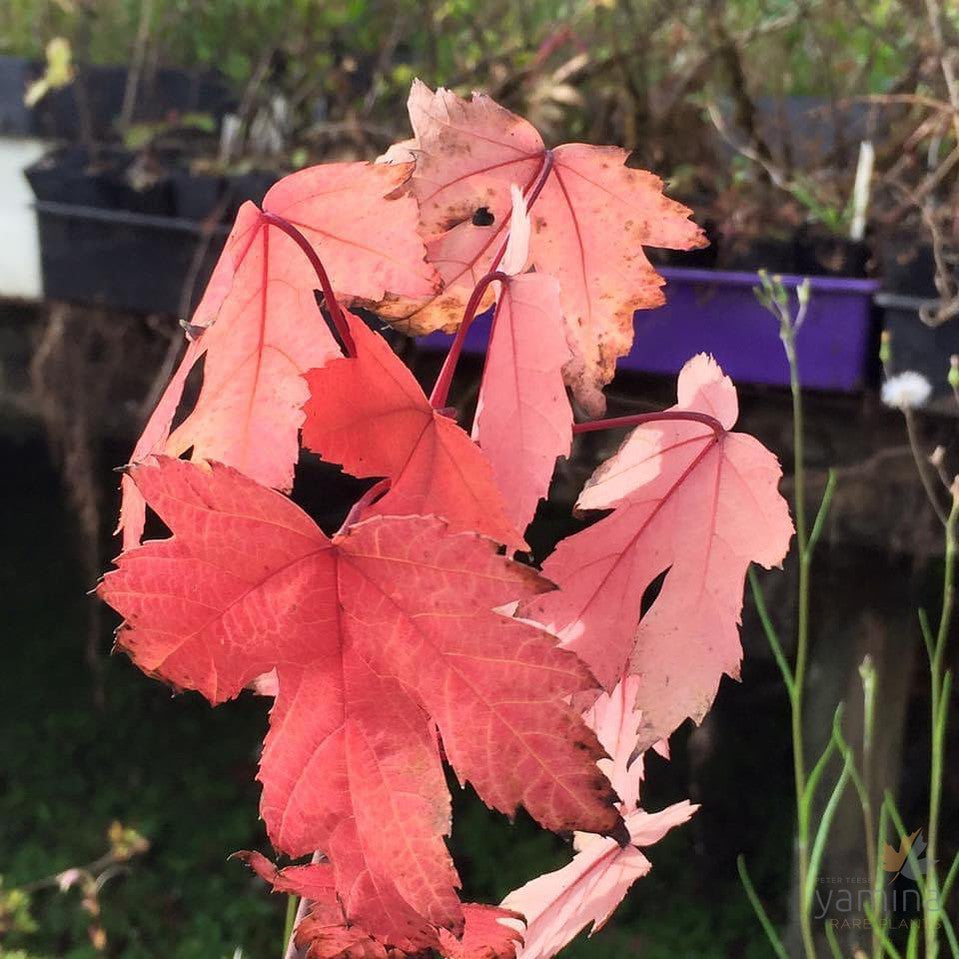 Acer rubrum Scanlon 2