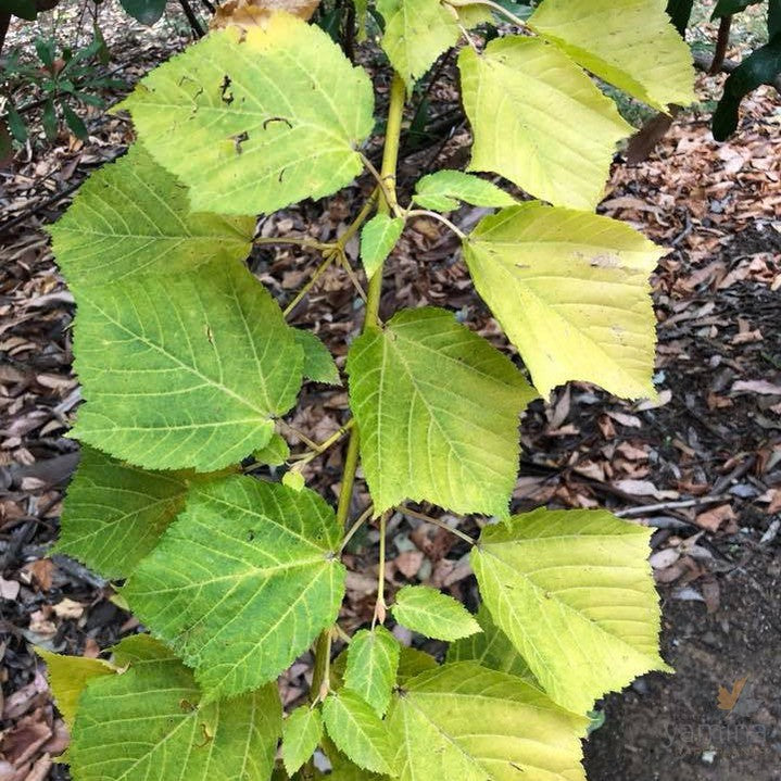 Acer rufinerve 'Winter Gold' 3