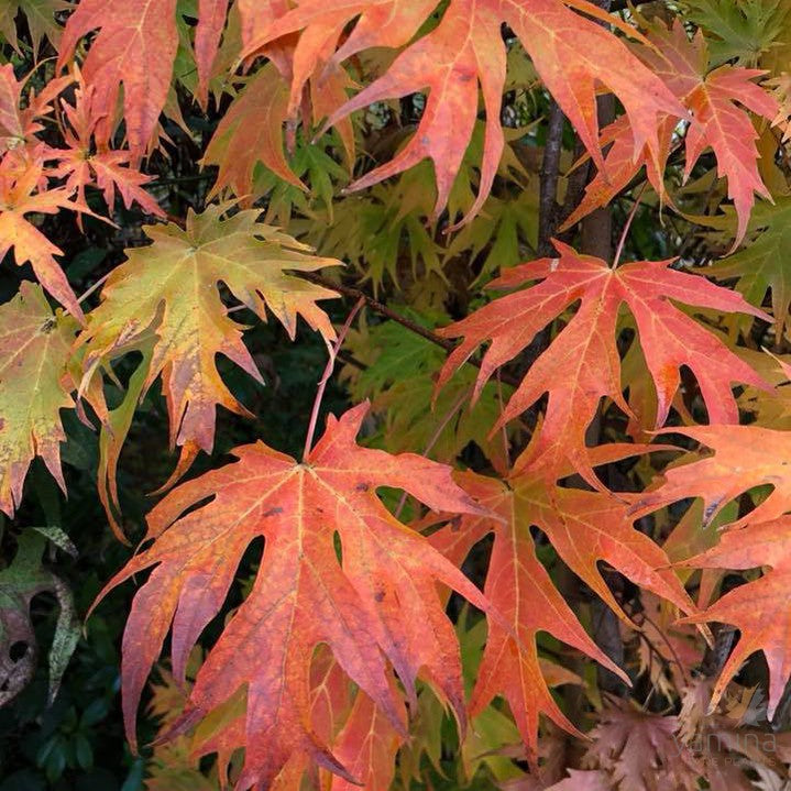 Acer saccharum Sweetwater 2