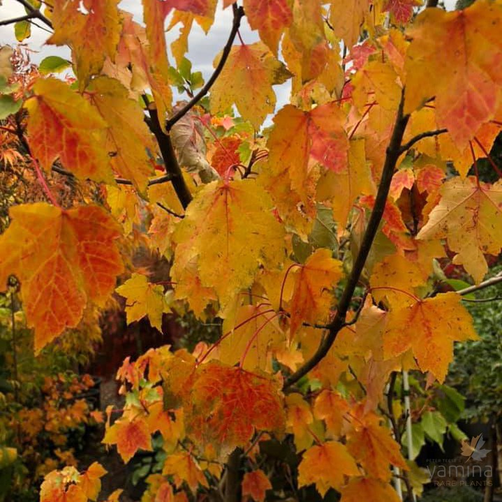 Acer sacharrum 3