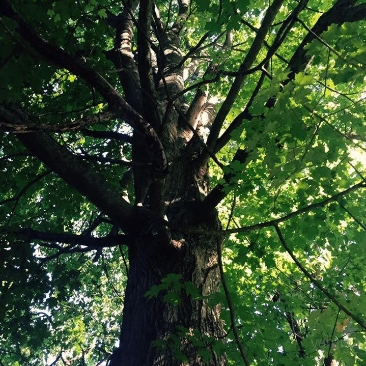 Acer sacharrum 4