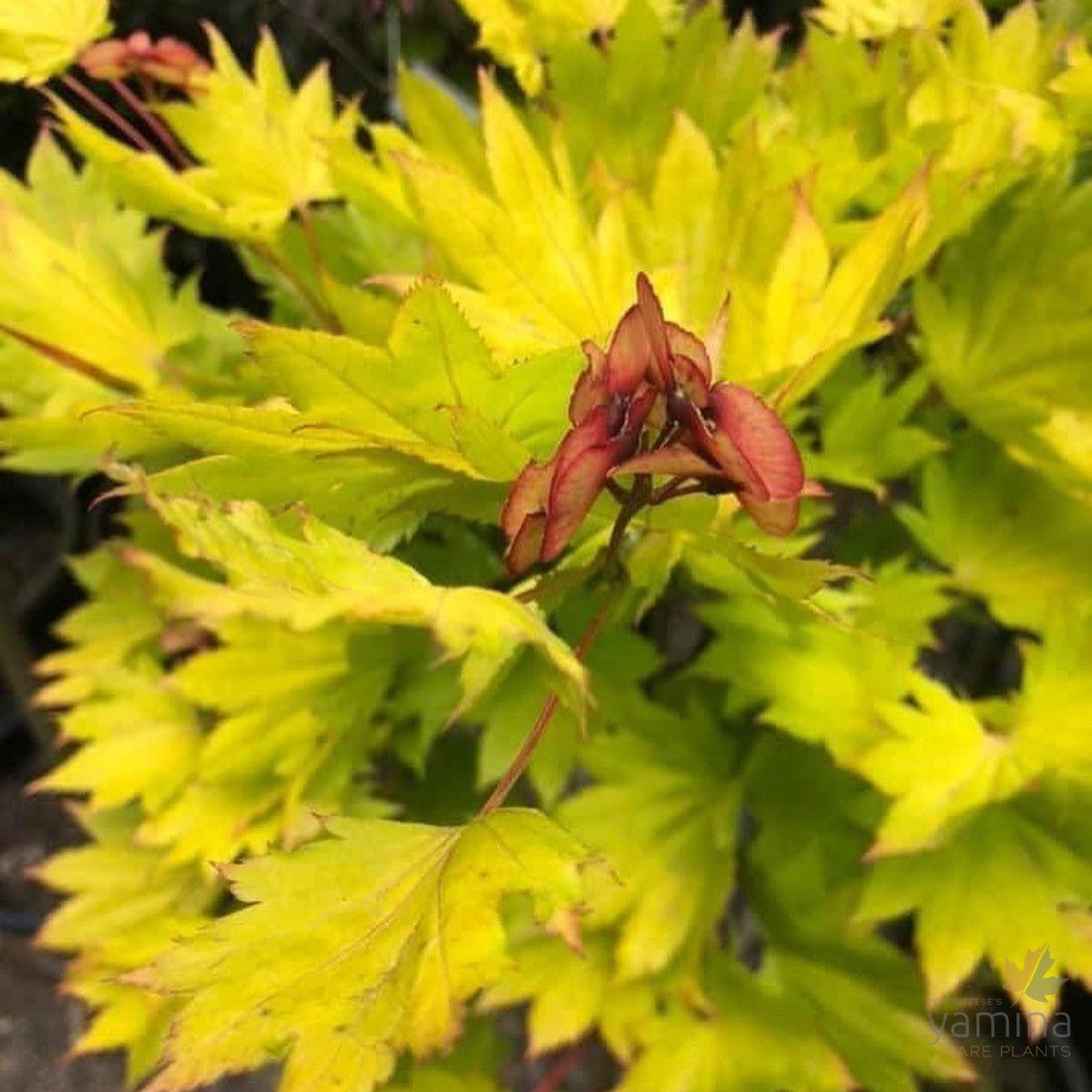 Acer shirasawanum Aureum 1