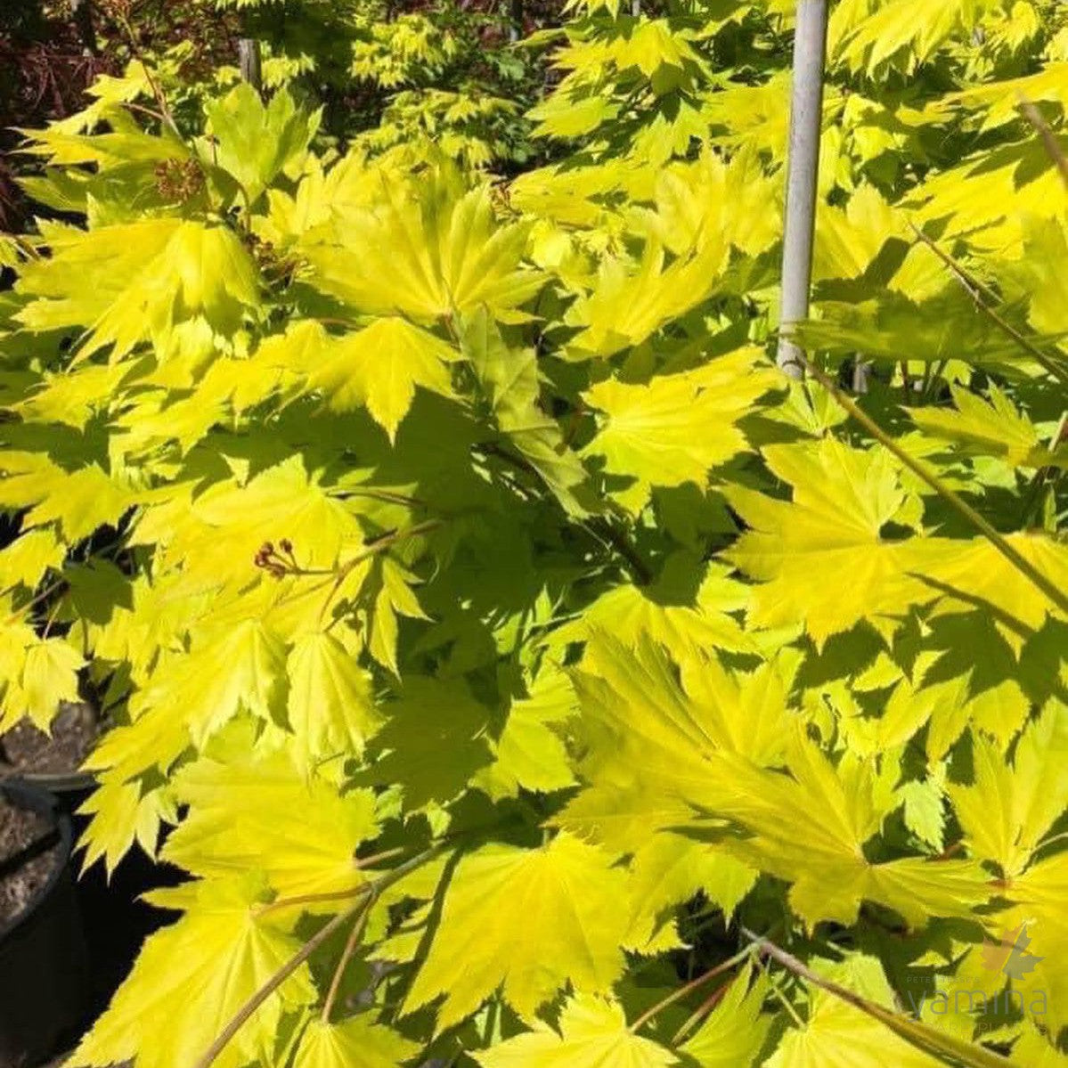 Acer shirasawanum Aureum 2