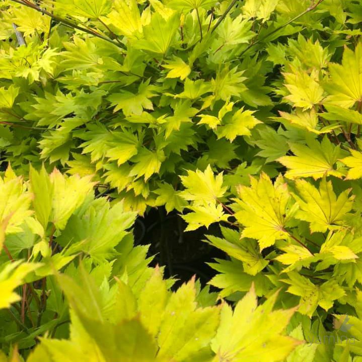 Acer shirasawanum Aureum 3