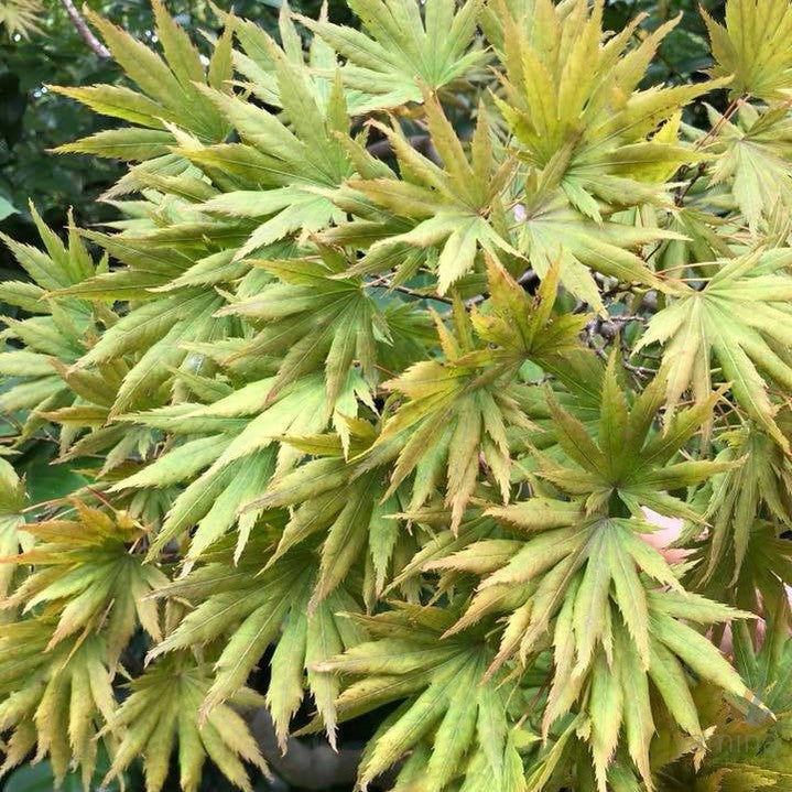 Acer shirasawanum 'Palmatifolium'