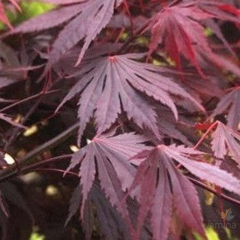 Acer shirasawanum Yasemin