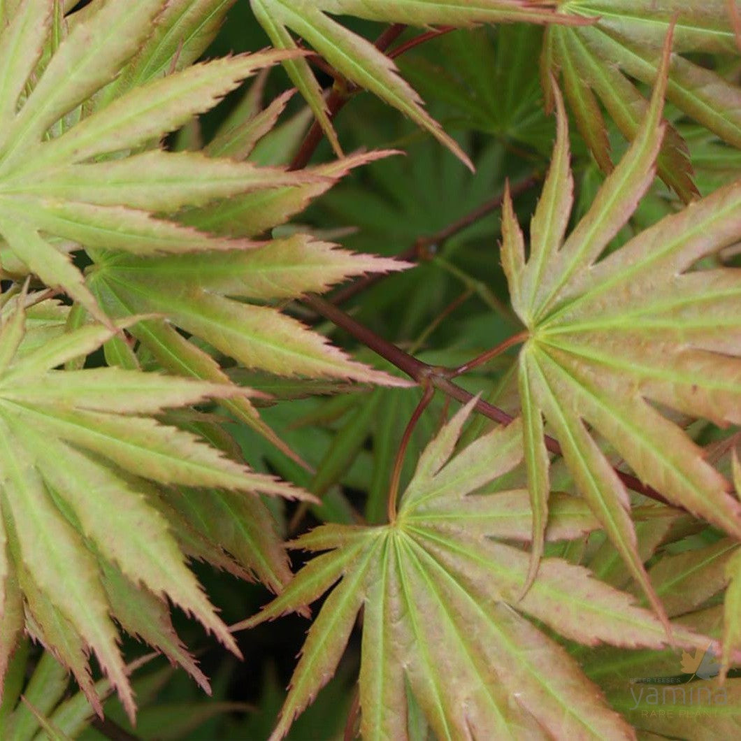 Acer shirasawanum palmatifidum