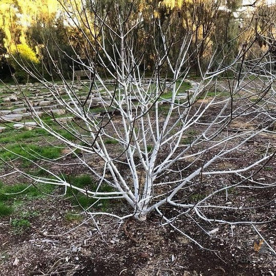 Aesculus californica 3