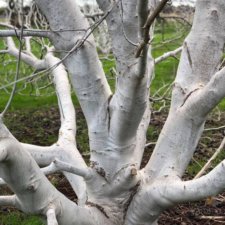 Aesculus californica 5