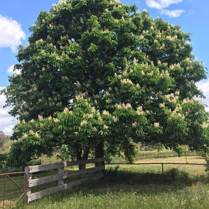 Aesculus hippocastanum 1