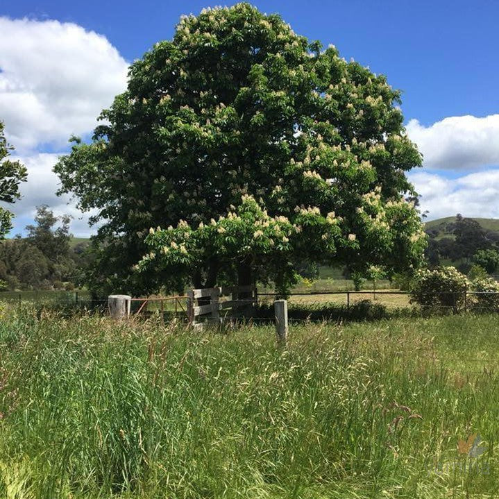 Aesculus hippocastanum 2