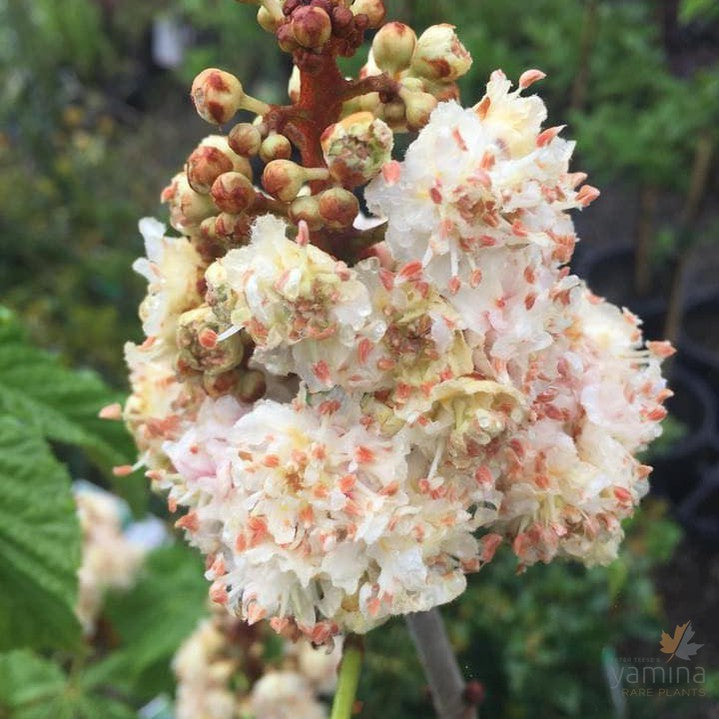 Aesculus hippocastanum 'Baumannii' 1