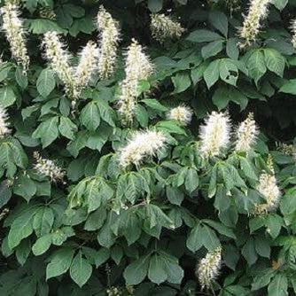 Aesculus parviflora