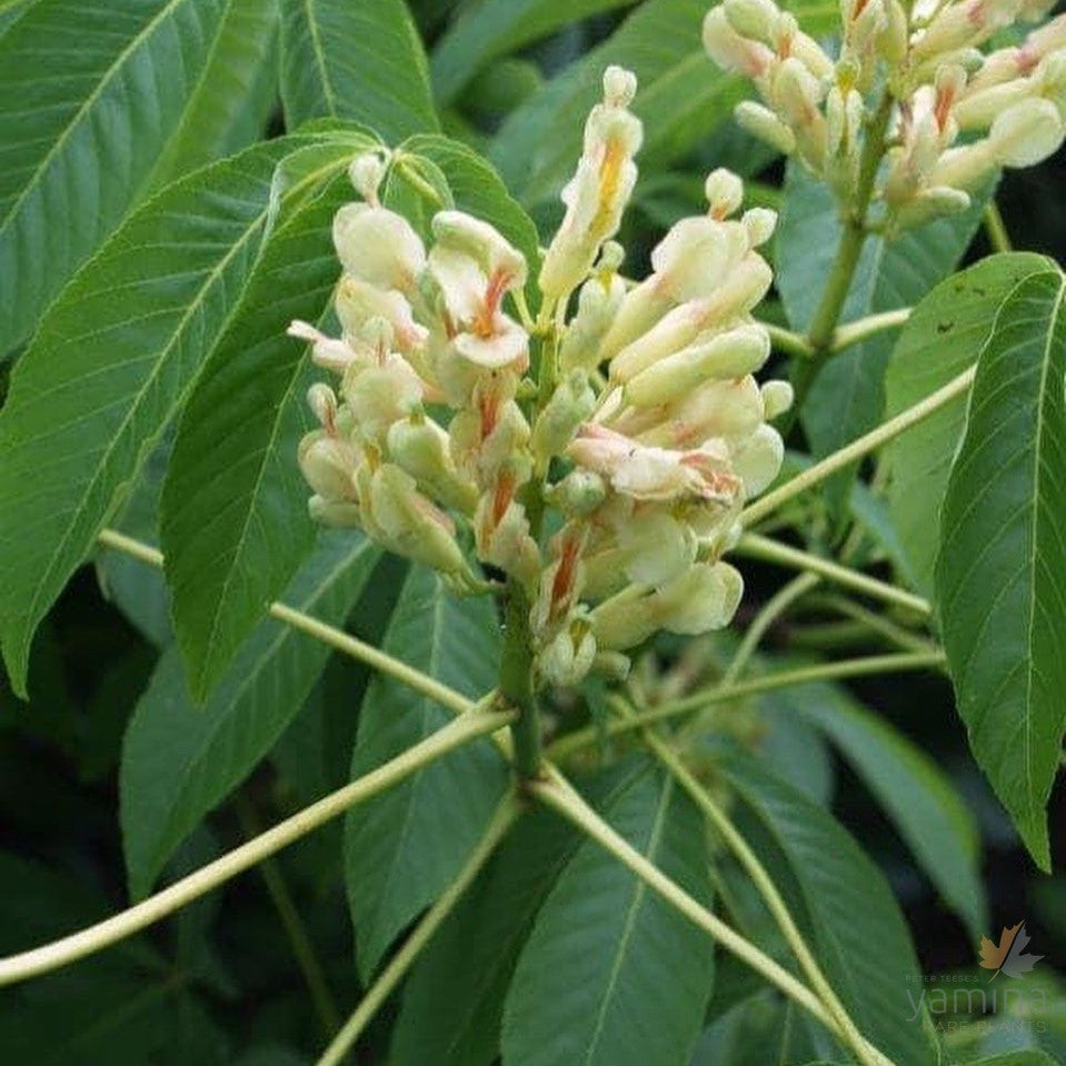 Aesculus sylvatica 1