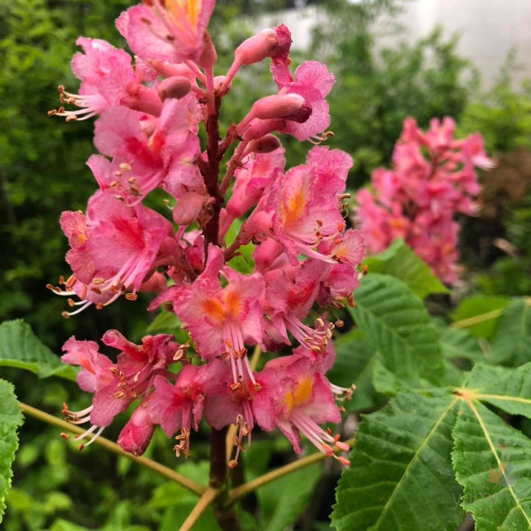 Aesculus x carnea 1