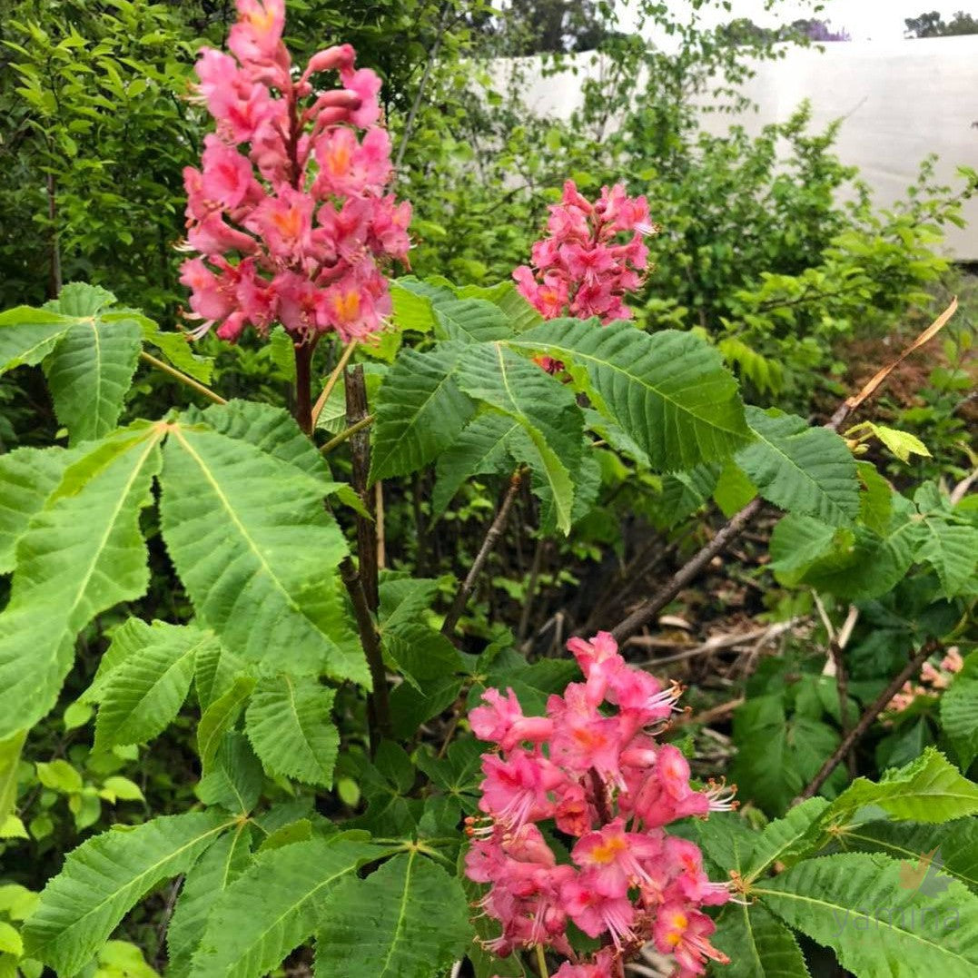 Aesculus x carnea 2