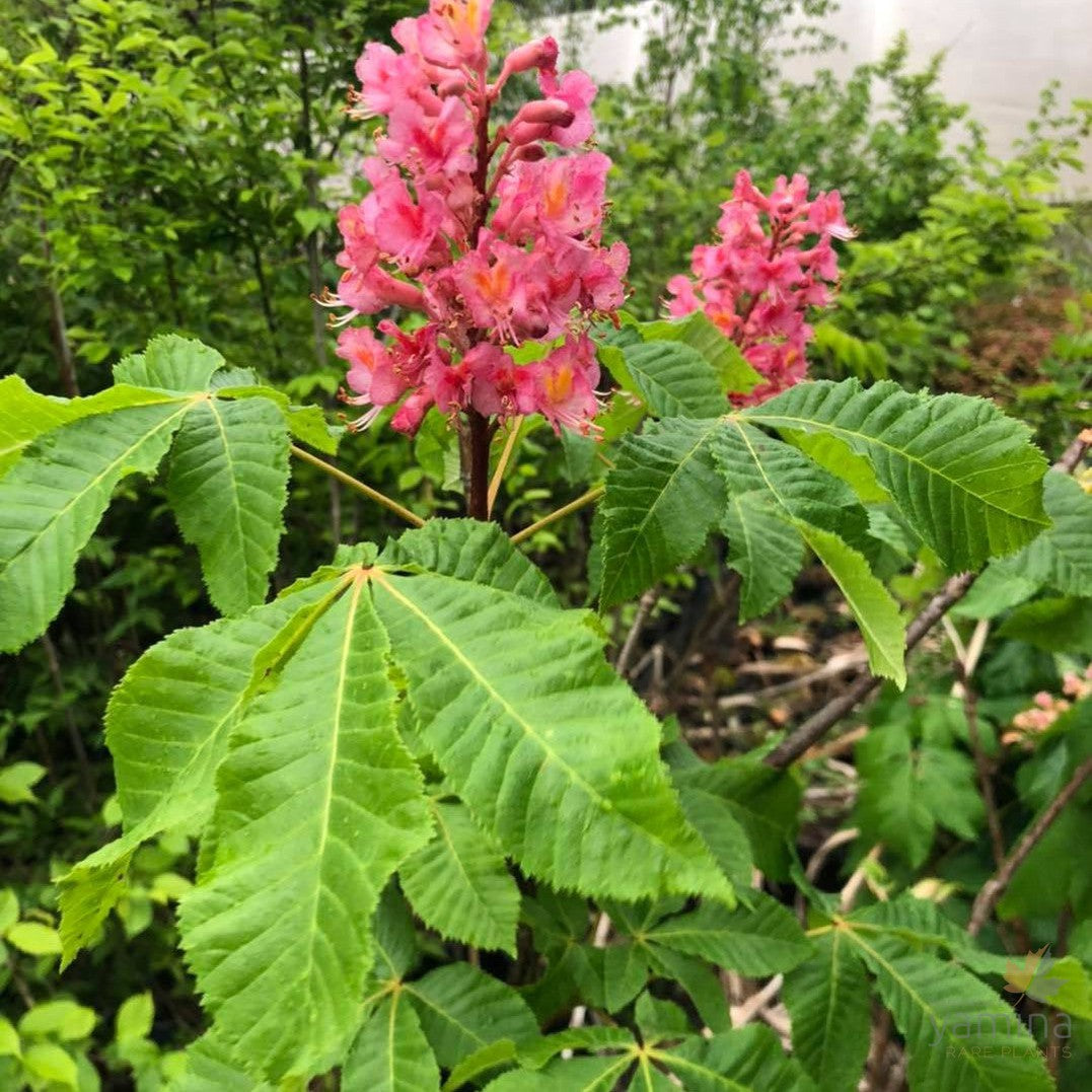 Aesculus x carnea 3