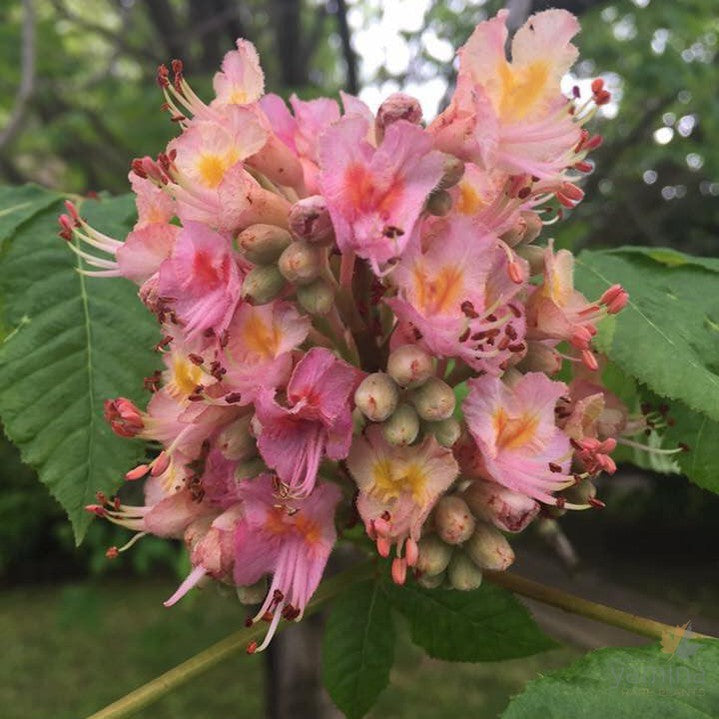 Aesculus x carnea 4