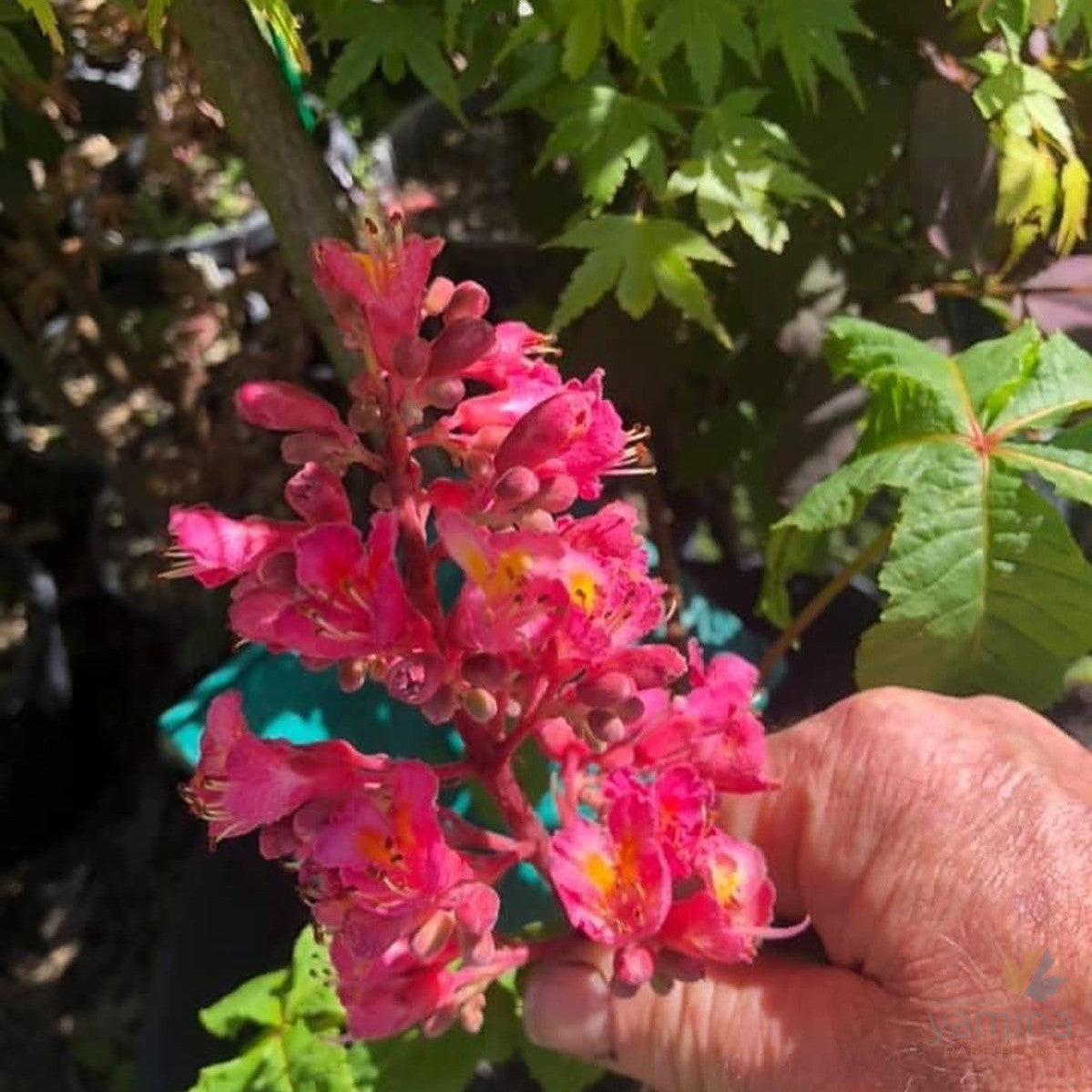 Aesculus x carnea 'Briotii' 1