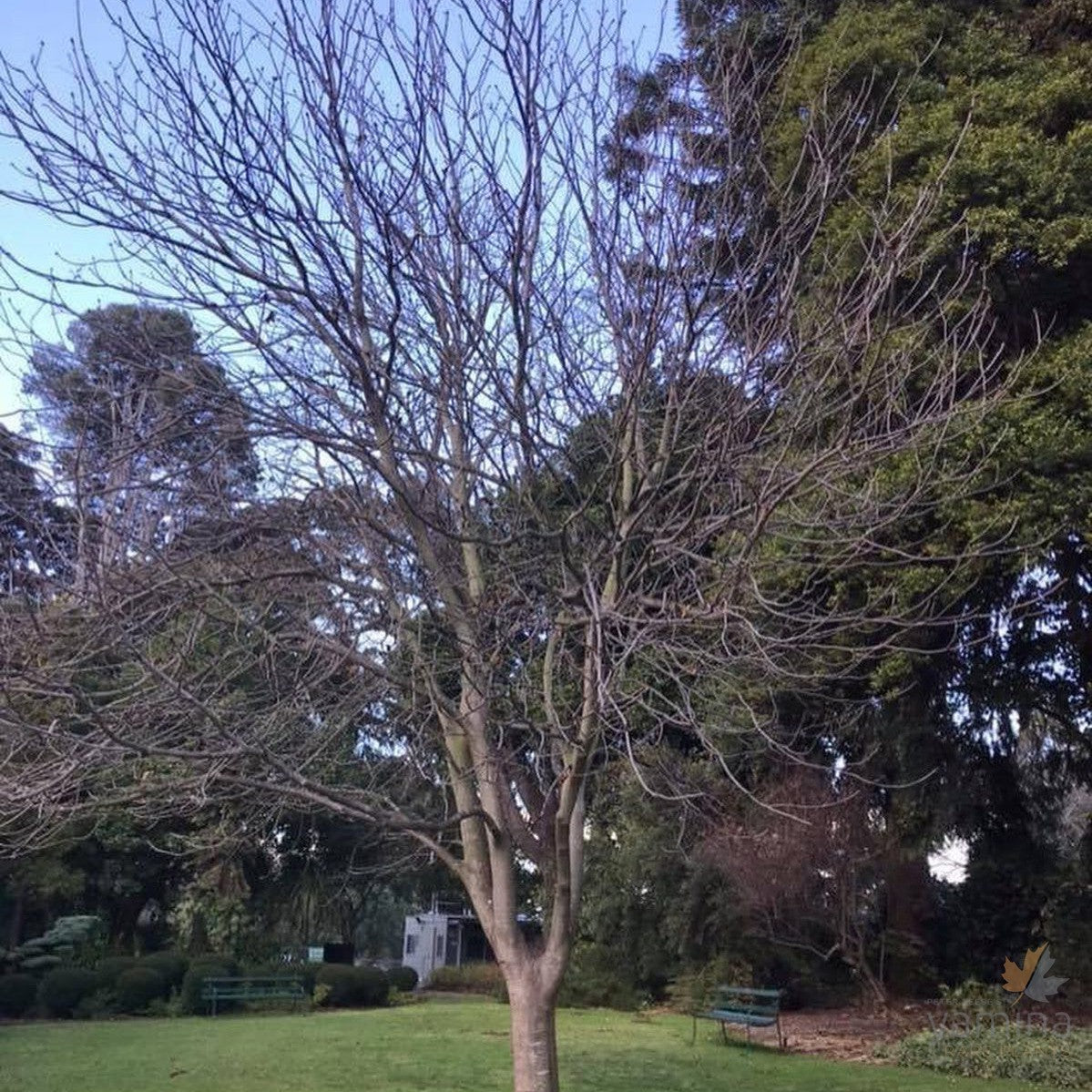 Aesculus x carnea 'Briotii' 2