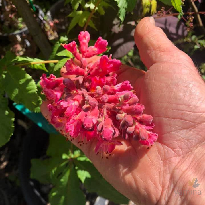 Aesculus x carnea 'Briotii'  4