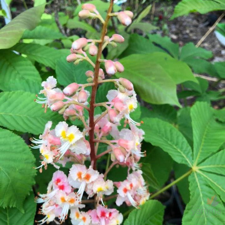 Aesculus x carnea 'Plantierensis' 1