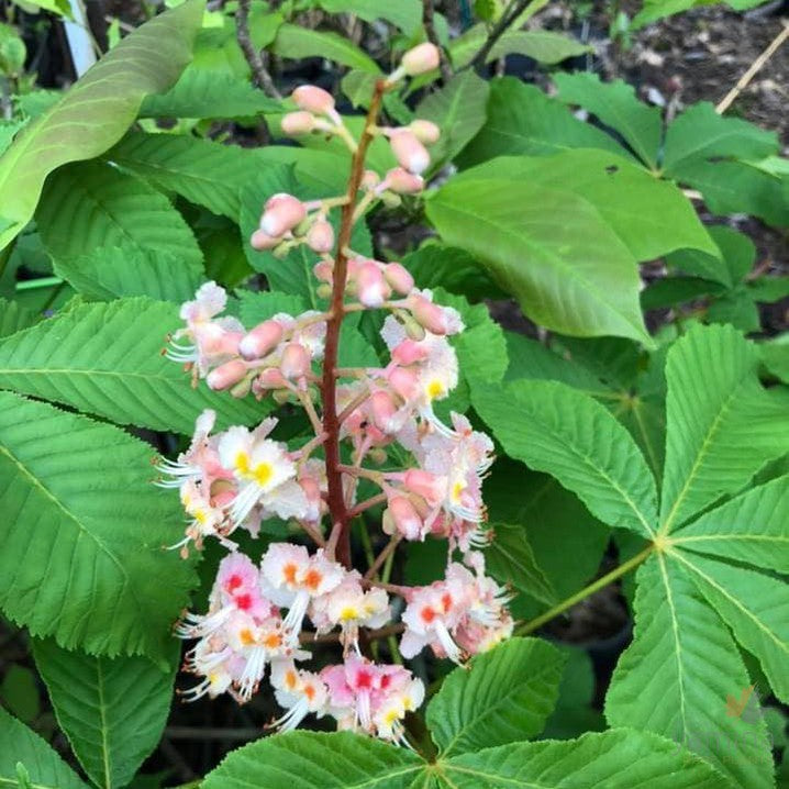 Aesculus x carnea 'Plantierensis' 2