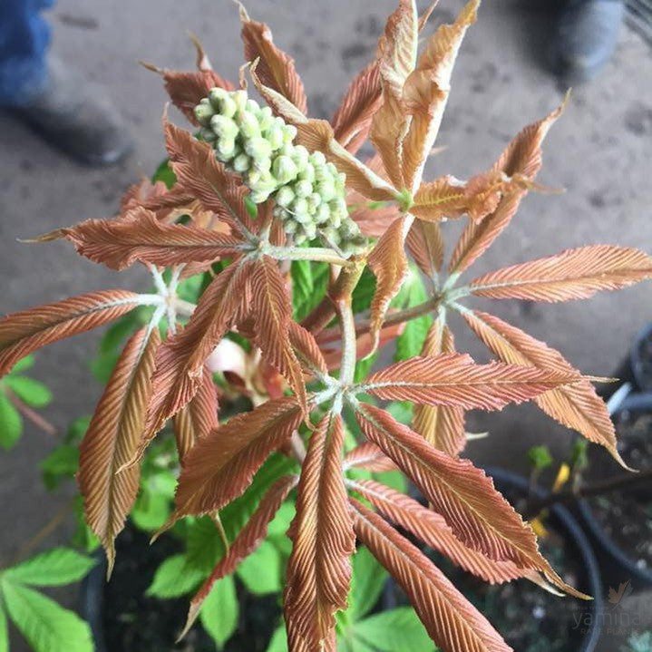 Aesculus x neglecta Erythroblastos 1